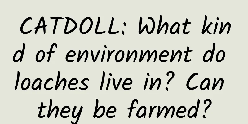 CATDOLL: What kind of environment do loaches live in? Can they be farmed?