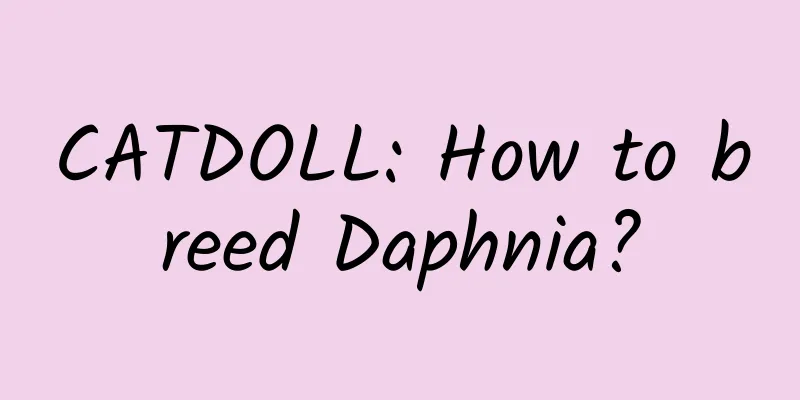 CATDOLL: How to breed Daphnia?
