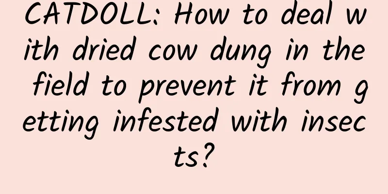 CATDOLL: How to deal with dried cow dung in the field to prevent it from getting infested with insects?