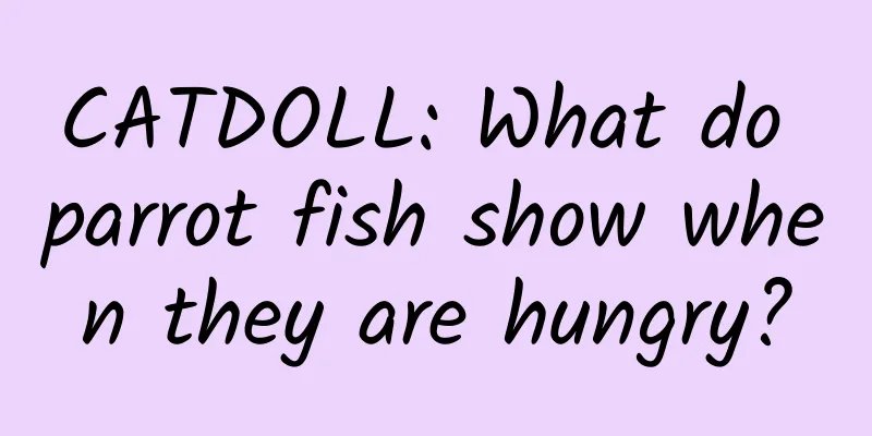 CATDOLL: What do parrot fish show when they are hungry?