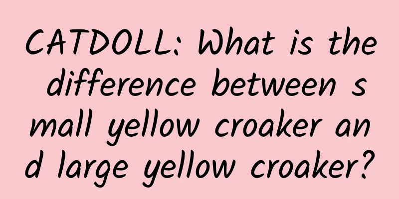 CATDOLL: What is the difference between small yellow croaker and large yellow croaker?