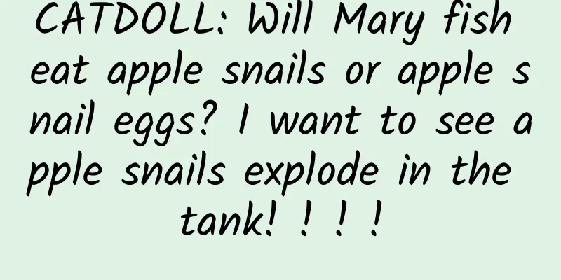 CATDOLL: Will Mary fish eat apple snails or apple snail eggs? I want to see apple snails explode in the tank! ! ! !