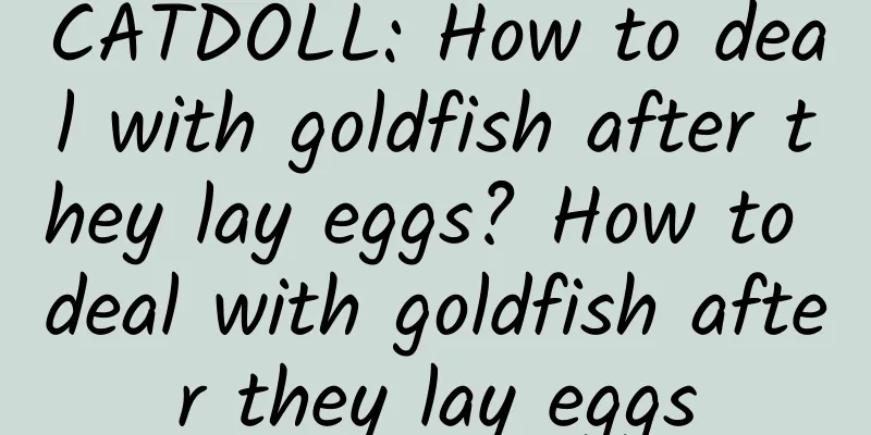 CATDOLL: How to deal with goldfish after they lay eggs? How to deal with goldfish after they lay eggs