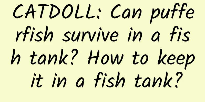 CATDOLL: Can pufferfish survive in a fish tank? How to keep it in a fish tank?