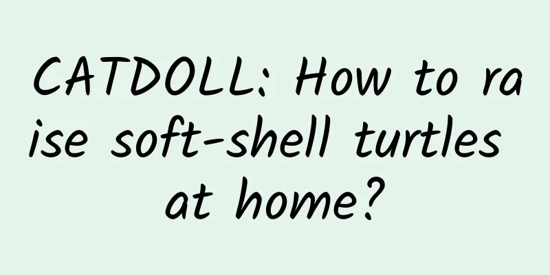 CATDOLL: How to raise soft-shell turtles at home?