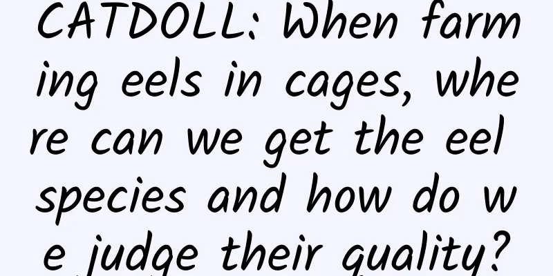 CATDOLL: When farming eels in cages, where can we get the eel species and how do we judge their quality?