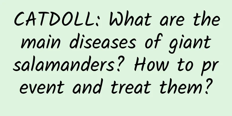 CATDOLL: What are the main diseases of giant salamanders? How to prevent and treat them?