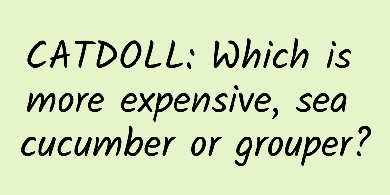 CATDOLL: Which is more expensive, sea cucumber or grouper?