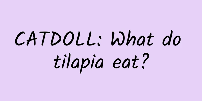 CATDOLL: What do tilapia eat?