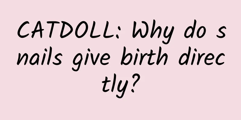 CATDOLL: Why do snails give birth directly?
