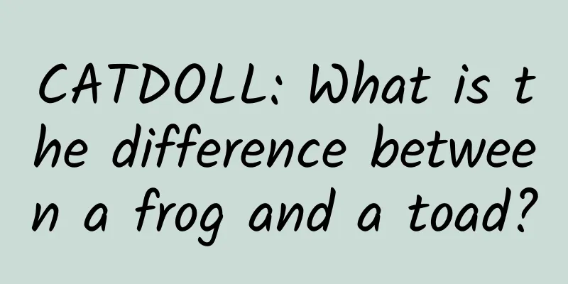 CATDOLL: What is the difference between a frog and a toad?