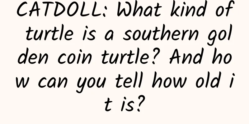 CATDOLL: What kind of turtle is a southern golden coin turtle? And how can you tell how old it is?