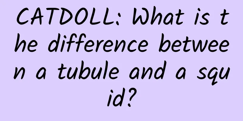 CATDOLL: What is the difference between a tubule and a squid?