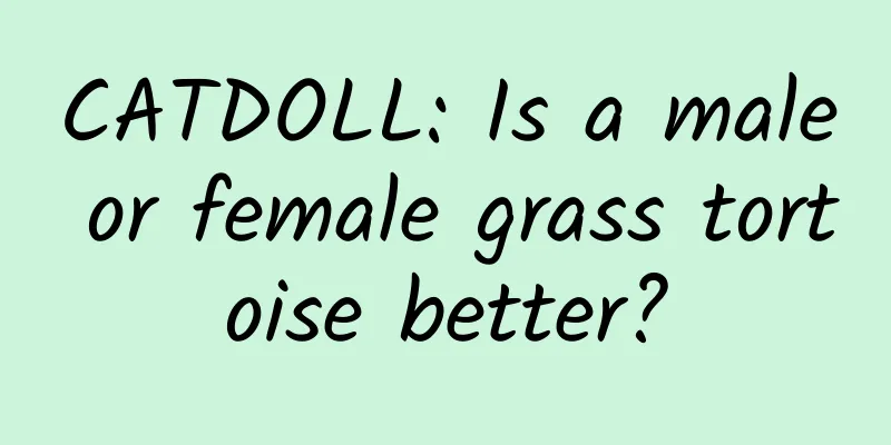 CATDOLL: Is a male or female grass tortoise better?