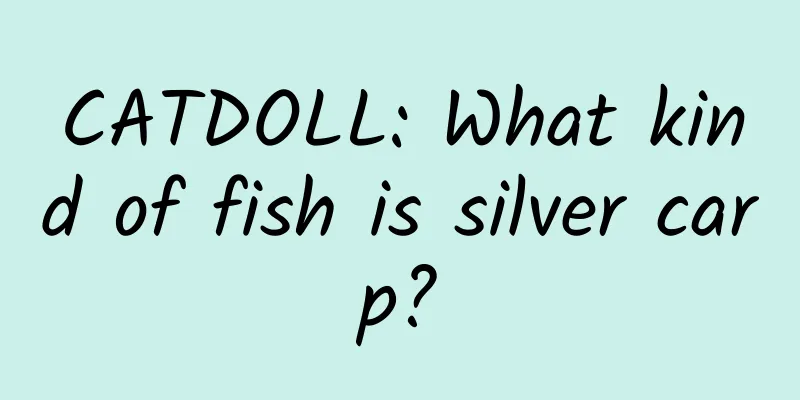 CATDOLL: What kind of fish is silver carp?
