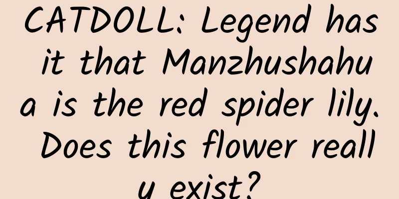 CATDOLL: Legend has it that Manzhushahua is the red spider lily. Does this flower really exist?