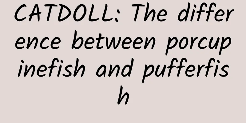 CATDOLL: The difference between porcupinefish and pufferfish