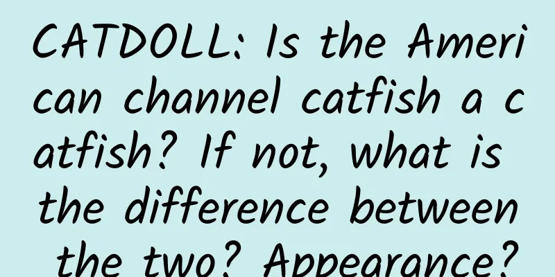 CATDOLL: Is the American channel catfish a catfish? If not, what is the difference between the two? Appearance?