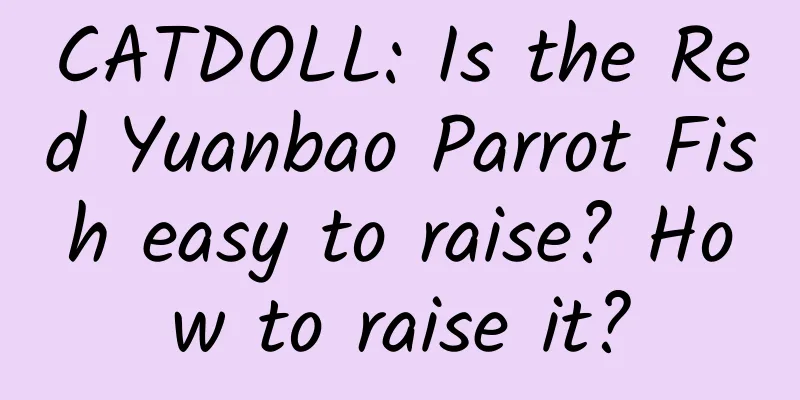 CATDOLL: Is the Red Yuanbao Parrot Fish easy to raise? How to raise it?