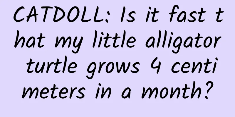 CATDOLL: Is it fast that my little alligator turtle grows 4 centimeters in a month?