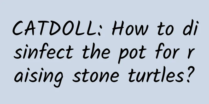 CATDOLL: How to disinfect the pot for raising stone turtles?