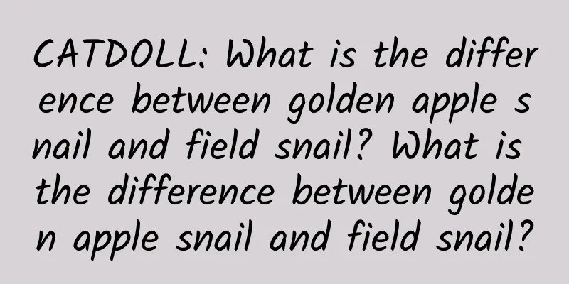 CATDOLL: What is the difference between golden apple snail and field snail? What is the difference between golden apple snail and field snail?