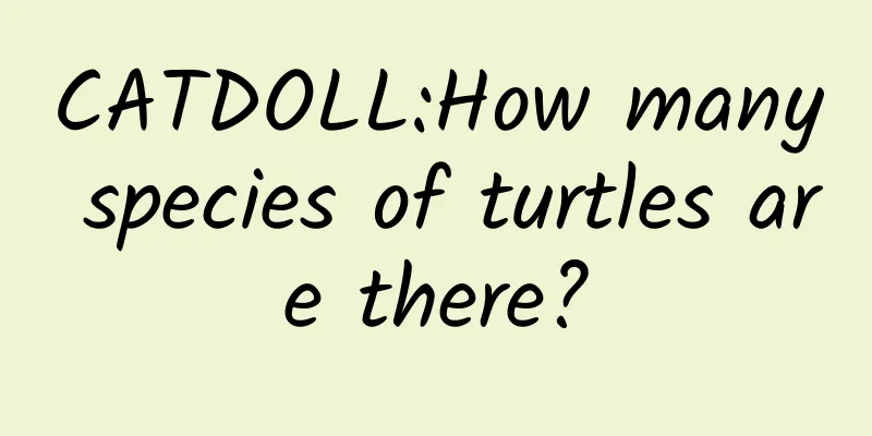 CATDOLL:How many species of turtles are there?
