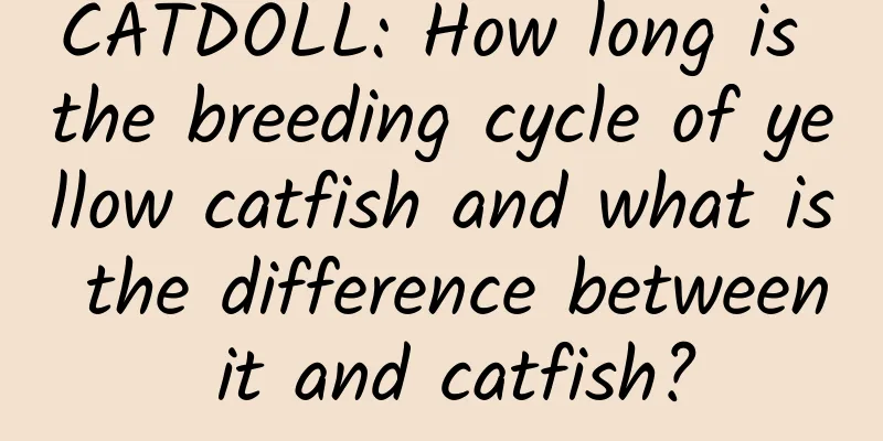 CATDOLL: How long is the breeding cycle of yellow catfish and what is the difference between it and catfish?