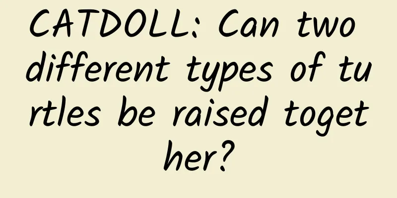 CATDOLL: Can two different types of turtles be raised together?