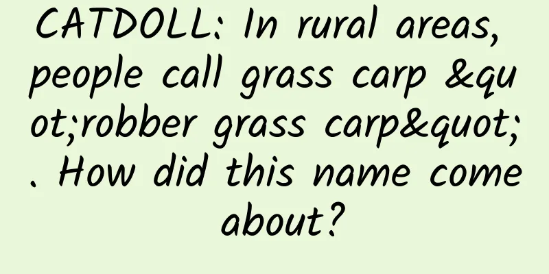 CATDOLL: In rural areas, people call grass carp "robber grass carp". How did this name come about?