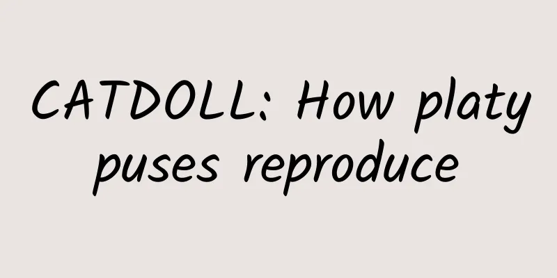 CATDOLL: How platypuses reproduce