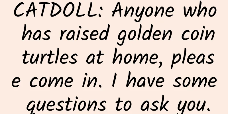 CATDOLL: Anyone who has raised golden coin turtles at home, please come in. I have some questions to ask you.