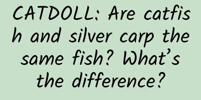 CATDOLL: Are catfish and silver carp the same fish? What’s the difference?