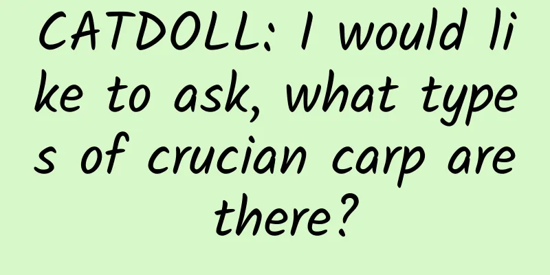 CATDOLL: I would like to ask, what types of crucian carp are there?
