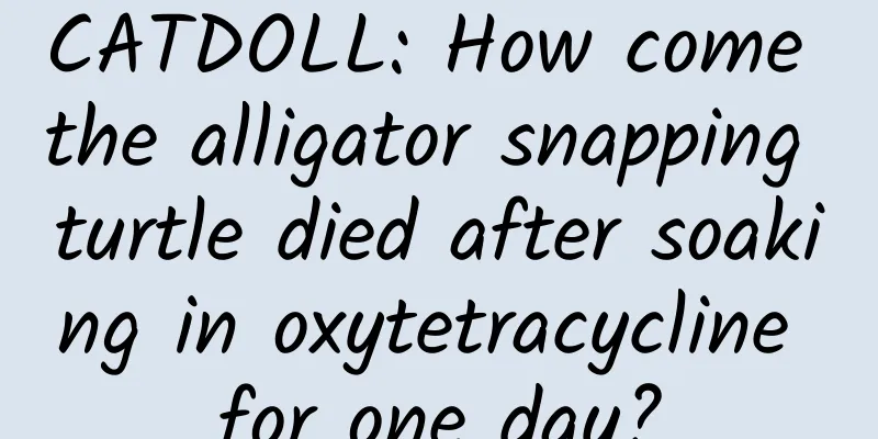 CATDOLL: How come the alligator snapping turtle died after soaking in oxytetracycline for one day?