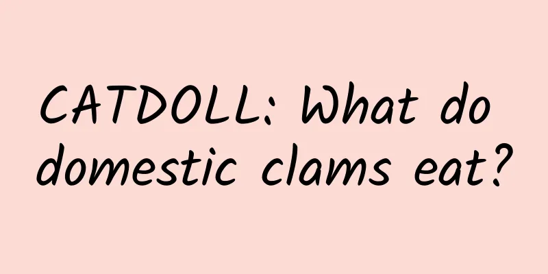 CATDOLL: What do domestic clams eat?