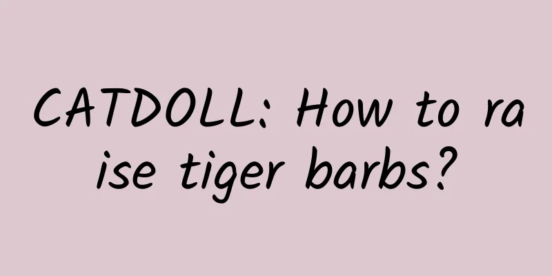 CATDOLL: How to raise tiger barbs?