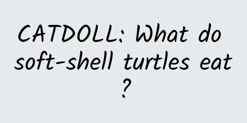 CATDOLL: What do soft-shell turtles eat?
