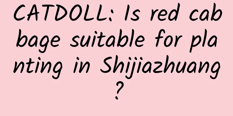 CATDOLL: Is red cabbage suitable for planting in Shijiazhuang?