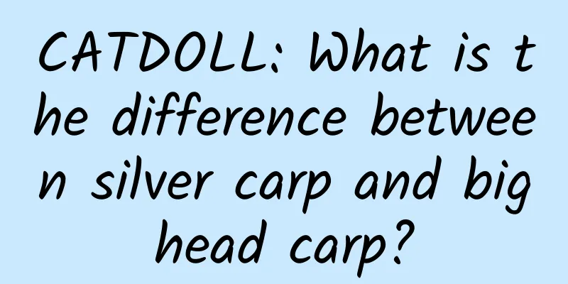 CATDOLL: What is the difference between silver carp and bighead carp?