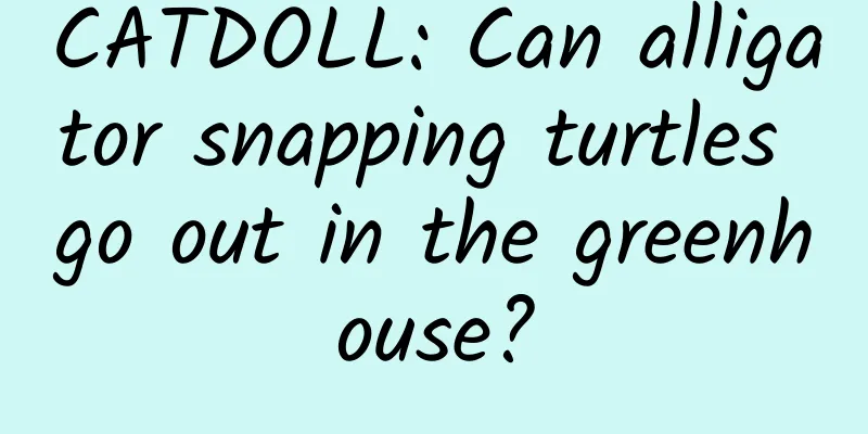 CATDOLL: Can alligator snapping turtles go out in the greenhouse?