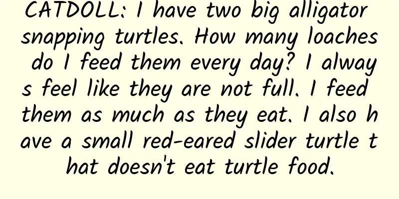 CATDOLL: I have two big alligator snapping turtles. How many loaches do I feed them every day? I always feel like they are not full. I feed them as much as they eat. I also have a small red-eared slider turtle that doesn't eat turtle food.