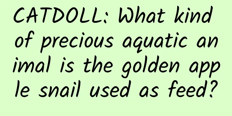 CATDOLL: What kind of precious aquatic animal is the golden apple snail used as feed?