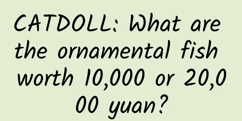 CATDOLL: What are the ornamental fish worth 10,000 or 20,000 yuan?