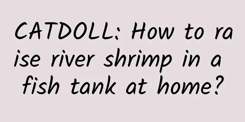 CATDOLL: How to raise river shrimp in a fish tank at home?