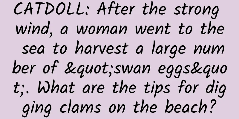 CATDOLL: After the strong wind, a woman went to the sea to harvest a large number of "swan eggs". What are the tips for digging clams on the beach?