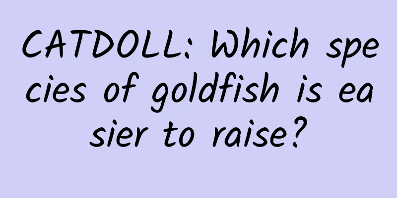 CATDOLL: Which species of goldfish is easier to raise?