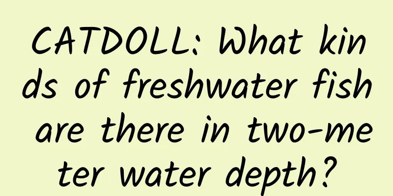 CATDOLL: What kinds of freshwater fish are there in two-meter water depth?