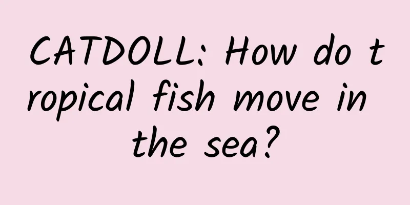 CATDOLL: How do tropical fish move in the sea?