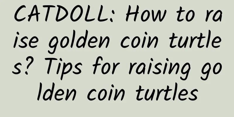 CATDOLL: How to raise golden coin turtles? Tips for raising golden coin turtles